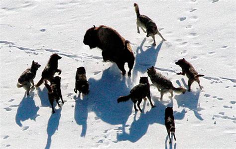 How do Wolves Hunt and Kill Their Prey? - HubPages