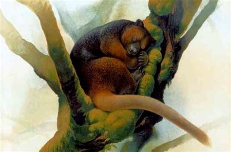 Wondiwoi Tree Kangaroo - Mammal, Red List of Endangered Species -RelivEarth