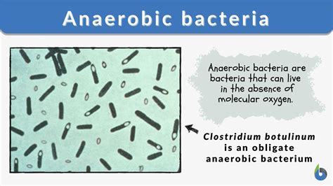 Anaerobic bacteria Definition and Examples - Biology Online Dictionary