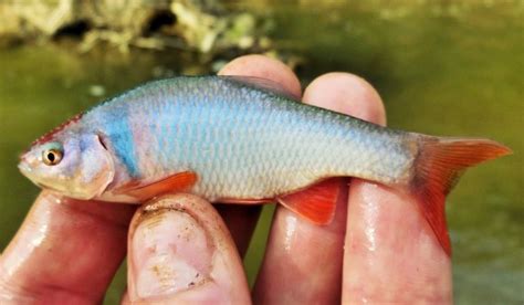 Red Shiner | Mexico – Fish, Birds, Crabs, Marine Life, Shells and ...