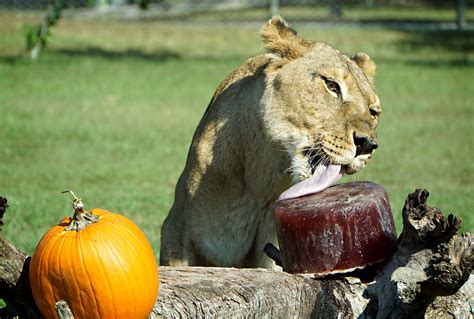 Lion Country Safari - Loxahatchee | Place - Zoo