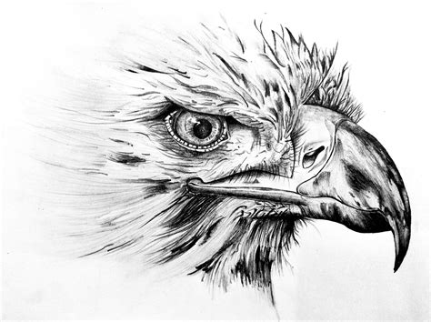 Eagle face Pencil Art Drawings, Art Drawings Simple, Animal Drawings ...