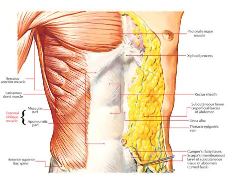 Obliques Anatomy - Anatomical Charts & Posters