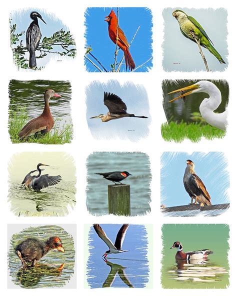 Isles Birds Collage Photograph by T Guy Spencer - Fine Art America