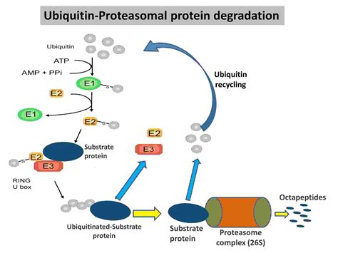 Ubiquitin Proteasome System (UPS)-Definition, Diagram, Function ...