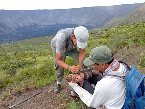 Video | An expedition sighted in Galapagos a specimen of pink iguana ...