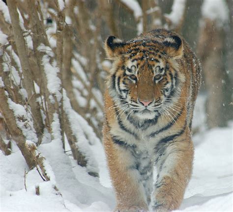 Logging of Russian Far East damaging tiger habitat, few intact forests ...