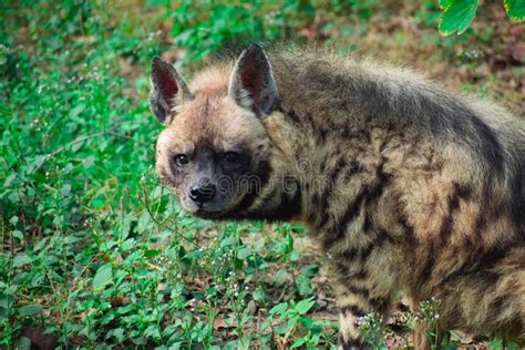 Spotted Hyena, Also Known As the Laughing Hyena Stock Photo - Image of ...