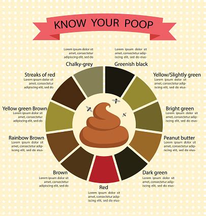 Adult Human Poop Chart Stool Color