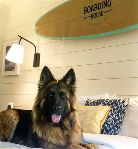 The 29 Best Pet-Friendly Hotels in the U.S. – PureWow