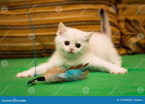 A Small White Kitten is Playing with Feathers Stock Photo - Image of ...