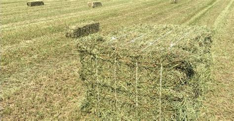 Hay farming profit per acre