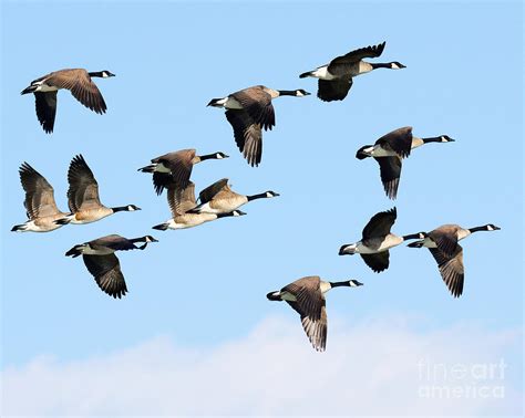 Canadian Goose Migration Photograph by Dennis Hammer - Fine Art America