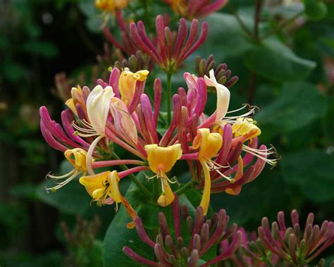 GardensOnline: Lonicera caprifolium