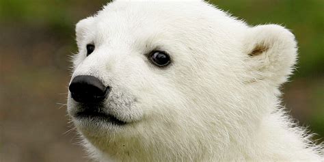 Knut The Polar Bear's Mysterious Death Has Been Solved | HuffPost UK