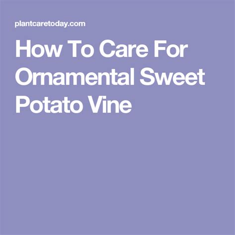 How To Care For Ornamental Sweet Potato Vine | Ornamental sweet potato ...