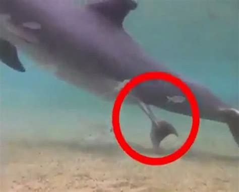 Watch incredible moment of dolphin giving birth in the sea