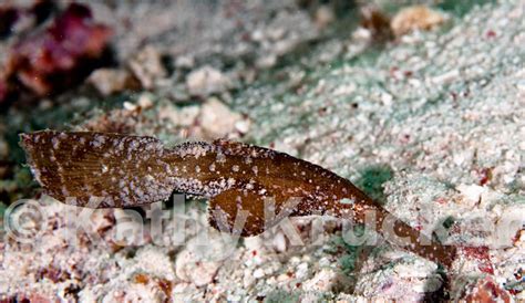 Pipefish – AZScubaCat.com