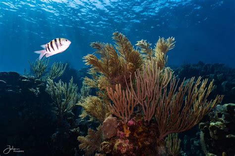 Scuba diving in Roatan Honduras - The best of The Bay Islands