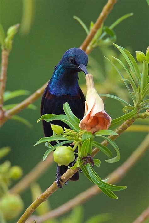 Purple Sunbird Male having some nectar at Indore, MP, India in June ...