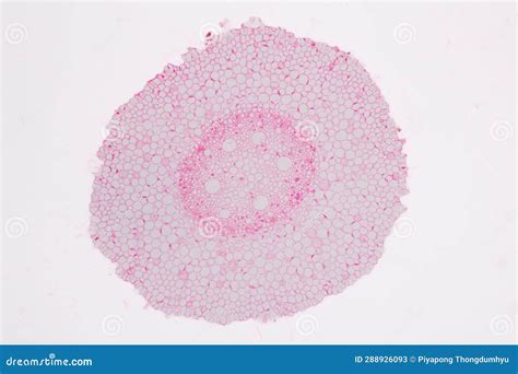 Plant Tissues Under the Microscope in the Laboratory. Stock Image ...