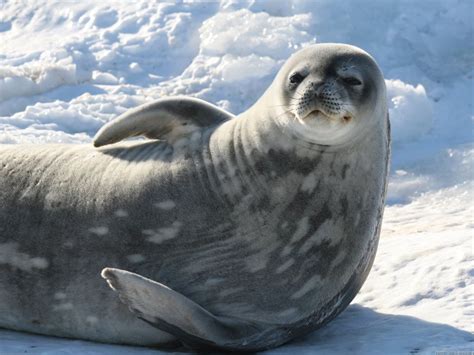 Pack-ice seal species — Australian Antarctic Division