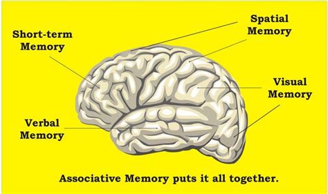 Memory Brain Diagram