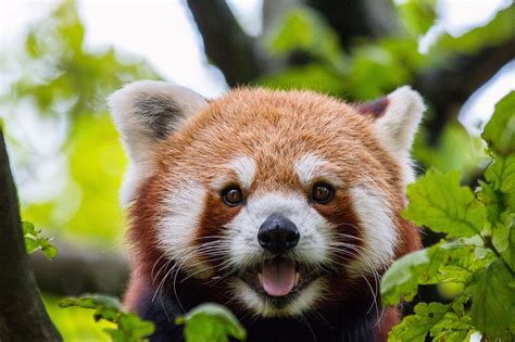 Red Panda Facts, Pictures & Information. The Panda That Isn't A Panda!