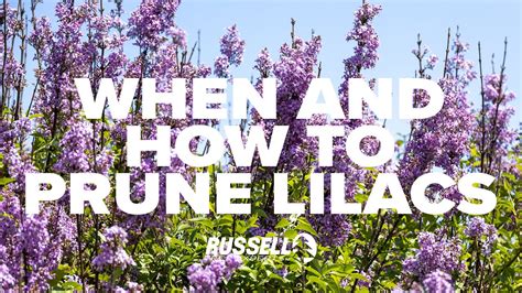 When and How to Prune Lilacs - YouTube