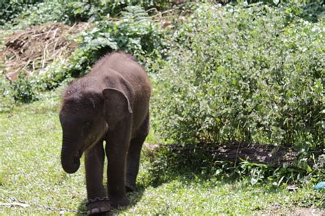 Baby Sumatran Elephant Stock Photo - Download Image Now - Animal ...