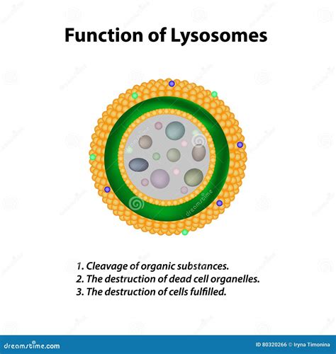 The Structure Of Lysosomes. Infographics. Vector Illustration On ...