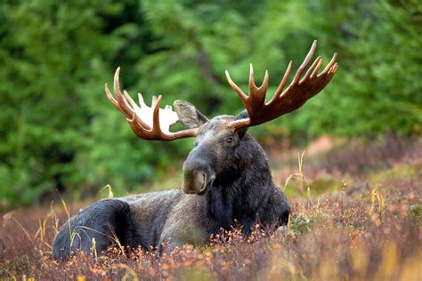 File:Male Moose.jpg - Wikimedia Commons