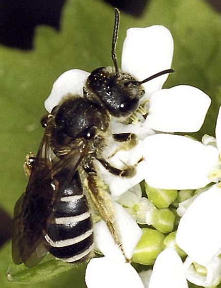 Black Bee with white stripes on abdomen (possibly Andrena?) - Halictus ...