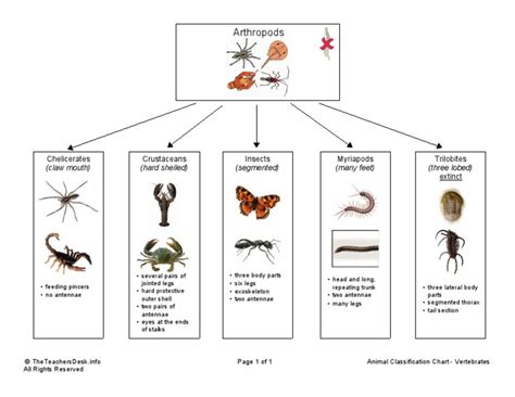 Animal Classification Chart - Arthropods