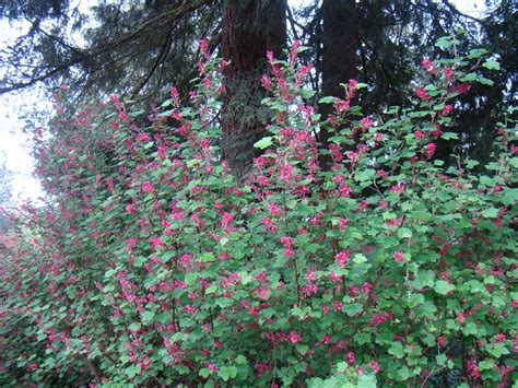 Red-flowering currant (2) - Fraser Valley Conservancy Land Trust