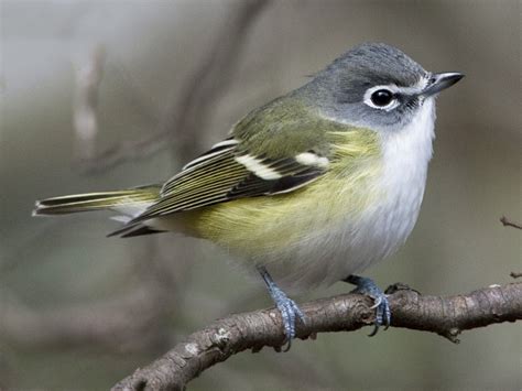 Blue-headed Vireo - eBird Québec | Backyard birds, Ornithology, Birds