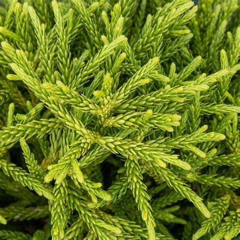 Cryptomeria japonica Little Champion – Mail Order Trees