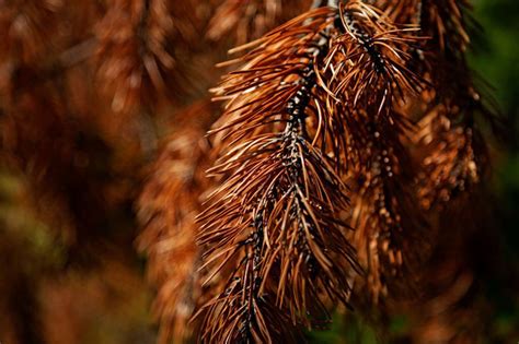 5 Common Cedar Tree Diseases Shuold Know & How To Treat It