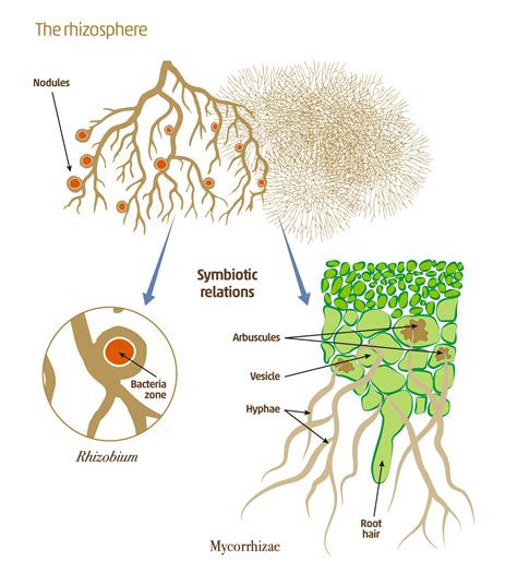 The rhizosphere is the... - The Global Soil Partnership