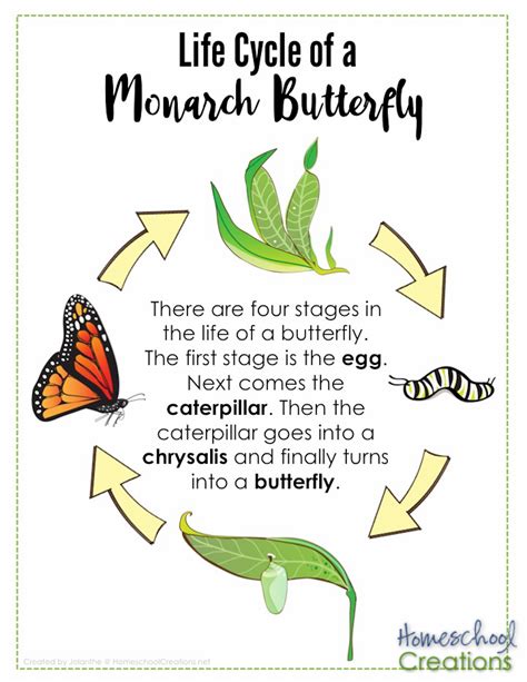 life cycle of monarch butterfly poster HomeschoolCreations.net