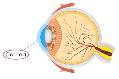 dry-eye_eye-diagram_cornea - Eye Care Specialists Ophthalmology Services