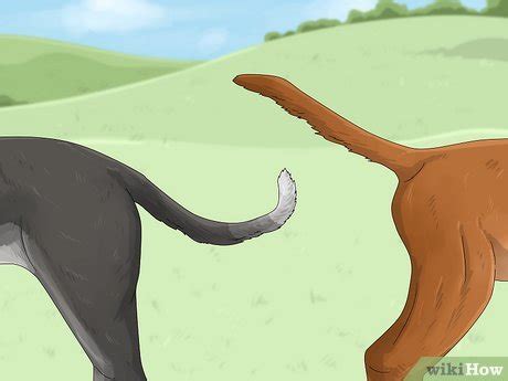 3 Ways to Identify a Treeing Cur - wikiHow