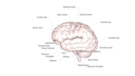 Labeled Brain