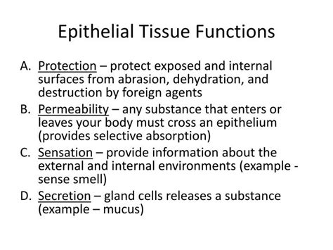 Epithelial Tissue Membrane Types And Functions Anatomy