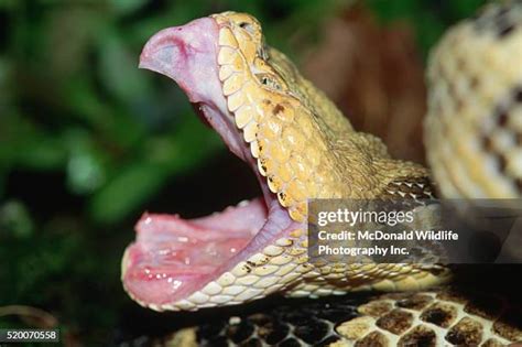 147 Timber Rattlesnake Stock Photos, High-Res Pictures, and Images ...