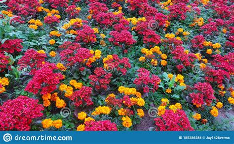 Nature Photography Flowers Beautiful Stock Photo - Image of flower ...