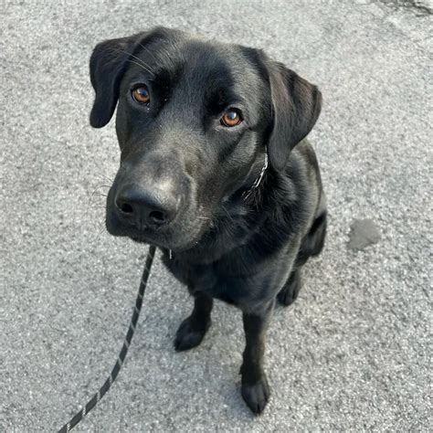 The Sheprador - (German Shepherd And Lab Mix) - LabraJoy