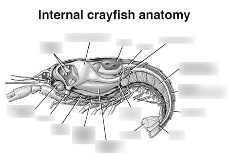 Anatomy Of Crayfish