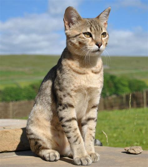 Egyptian Mau Cat Breed Information, Pictures, Characteristics & Facts