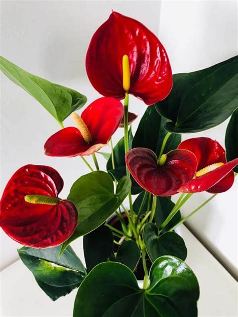 Anthurium Guide | Our House Plants